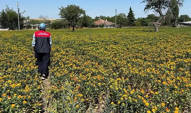 Kırklareli'nde aspir demonstrasyon alanlarında saha kontrolleri yapıldı