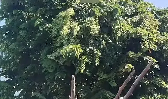 Rize'de ıhlamur toplarken elektrik akımına kapılan vatandaş hayatını kaybetti