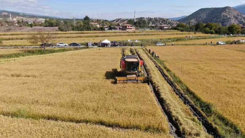 Kastamonu Tosya'da Coğrafi İşaretli Sarıkılçık Çeltiğinde Hasat Heyecanı Başladı