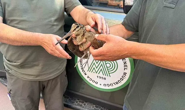 Avcılar yaralı çulluğu doğa koruma ekiplerine teslim etti