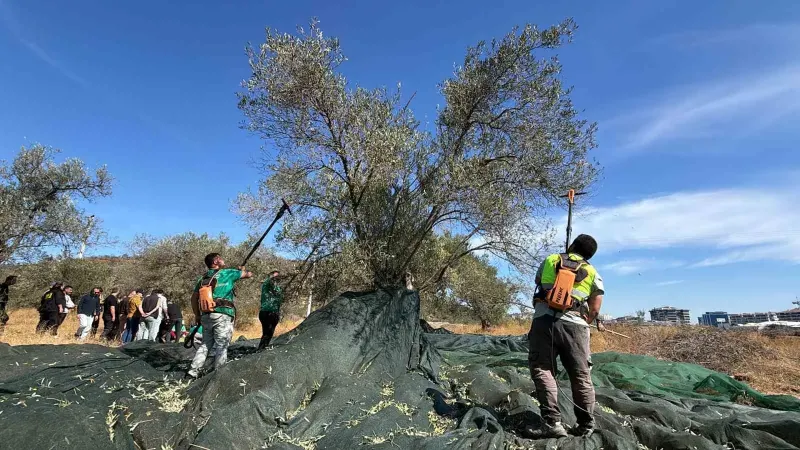 Edremit Belediyesi Zeytinliklerinde Erken Hasat Sezonu Başladı
