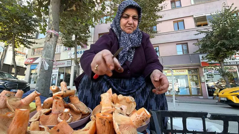 Bolu Ormanlarında Toplanan Kanlıca Mantarı Pazarda Yoğun İlgi Görüyor