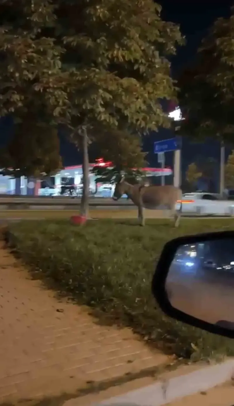 Bursa'da Yol Kenarındaki Ağaca Bağlanan Eşek Vatandaşların Dikkatini Çekti