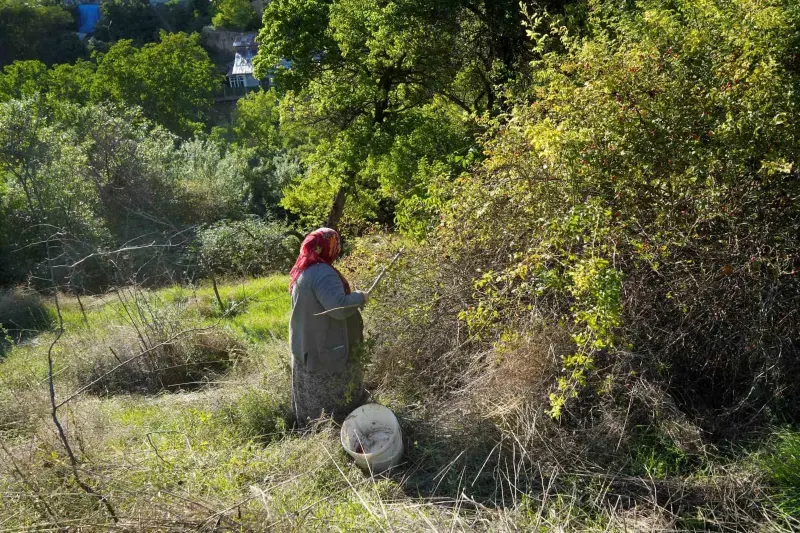 Gümüşhane'de Kuşburnu Mesaisi Başladı, Zahmetli Yolculuk Marmelata Dönüşüyor