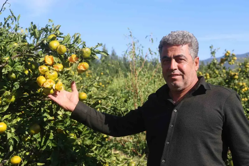 Hatay Arsuz Bölgesinde Ceviz Büyüklüğündeki Dolu Erkenci Mandalina Bahçesini Vurdu