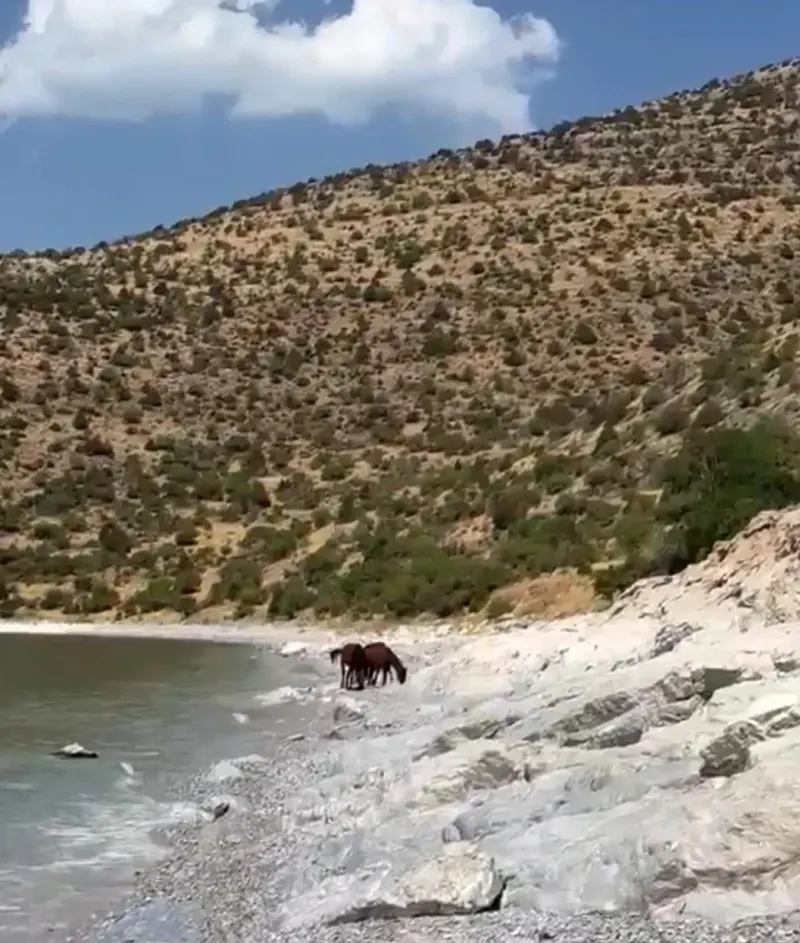 Van Kırsalında Özgürce Dolaşan Yılkı Atları Görüntülendi