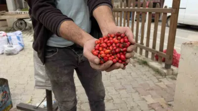 Tokat'ta Kuşburnu Bolluğu Fiyatları Yarı Yarıya Düşürdü