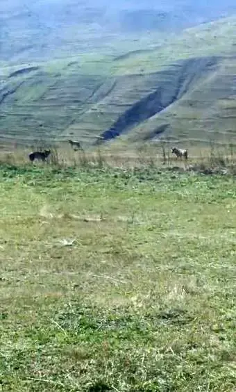 Ardahan'da Tarlada Ölü İneğin Başında Görüntülenen Kurtlar Kamerada