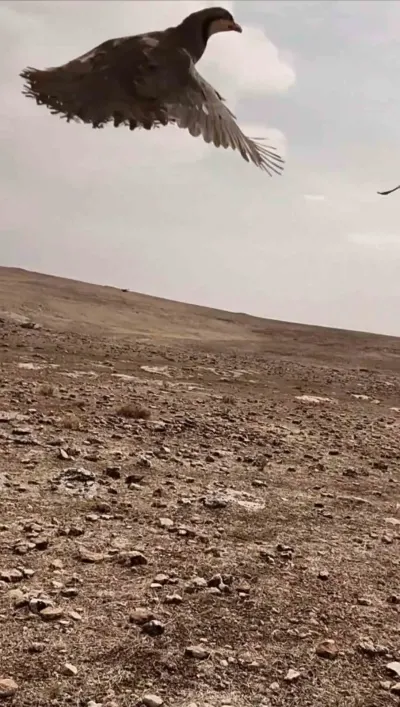 Midyat'ta Kaçak Keklik Avcılığına Büyük Cezai İşlem Uygulandı