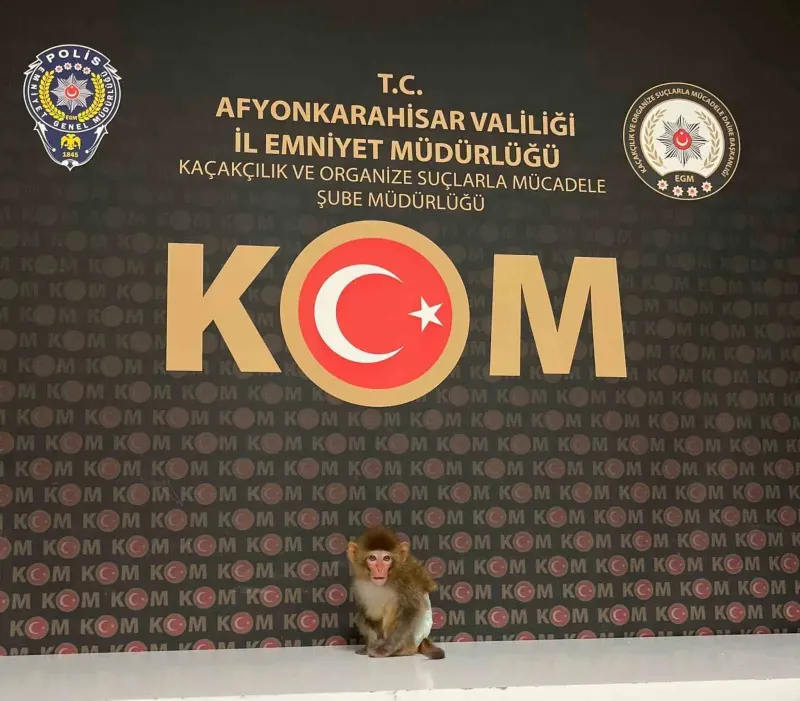 Afyonkarahisar'daki Operasyonda Nesli Tükenmekte Olan Maymun Ele Geçirildi