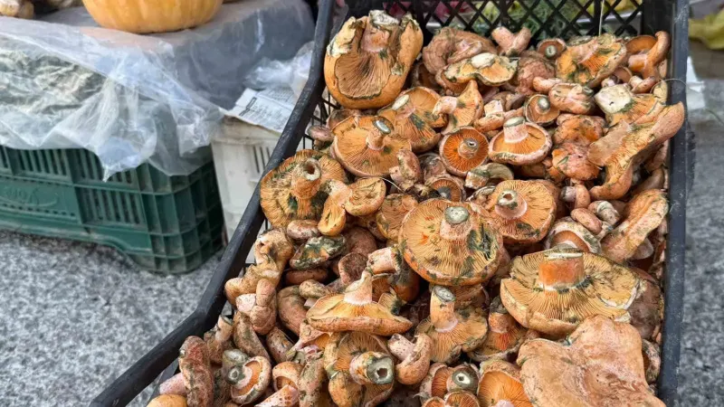 Muğla Menteşe'de Sezonun İlk Çıntarları Tezgahlarda Yerini Aldı