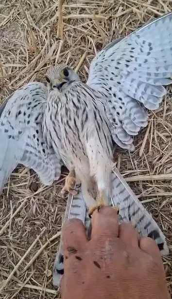 Konya'da Bahçesine Düşen Bitkin Yavru Kerkeneze Şefkat Eli