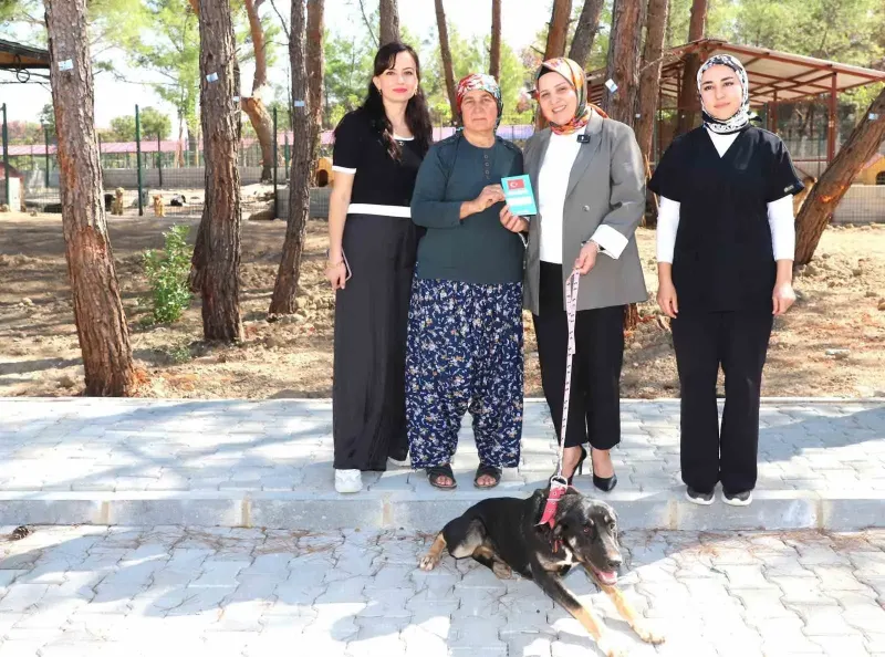 Yangında Zarar Gören Kopi Adlı Köpek Yeni Yuvasına Kavuştu
