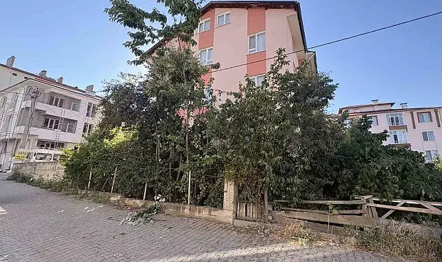 Ihlamur ağacından düşen emekli öğretmen yaralandı