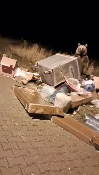 Kars Sarıkamış'ta Yiyecek Arayan Boz Ayılar İlçe Merkezine İndi