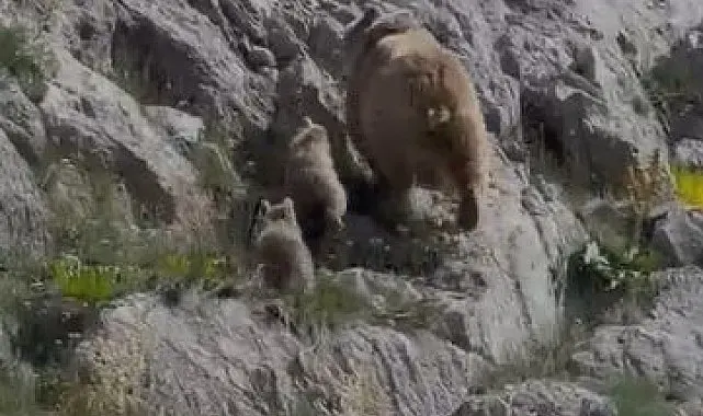 Tunceli'de anne ayı ve yavruları görüntülendi
