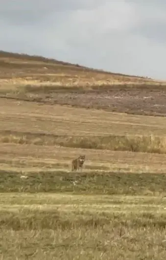 Ardahan Hanak'ta Yerleşim Alanına İnen Üç Kurt Sürücü Tarafından Görüntülendi