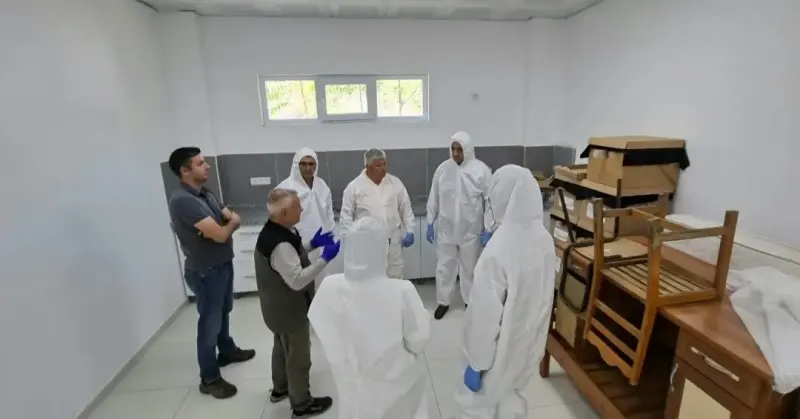 Aydın'da Kestane Gal Arısına Karşı Biyolojik Mücadele Güçleniyor
