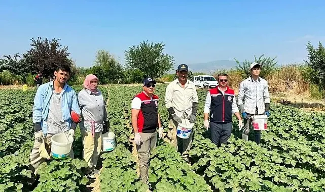 Koçarlı, Aydın'ın bamya üretimindeki liderliğini sürdürüyor