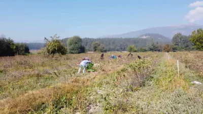 Bolu Mudurnu'da Aronya Üreten Çiftçi Bilinçli Tarım İçin Üniversiteli Oldu
