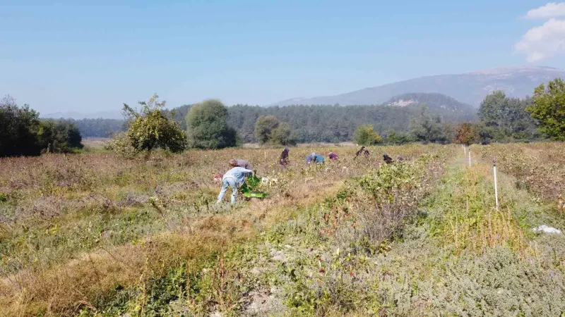 Bolu Mudurnu'da Aronya Üreten Çiftçi Bilinçli Tarım İçin Üniversiteli Oldu