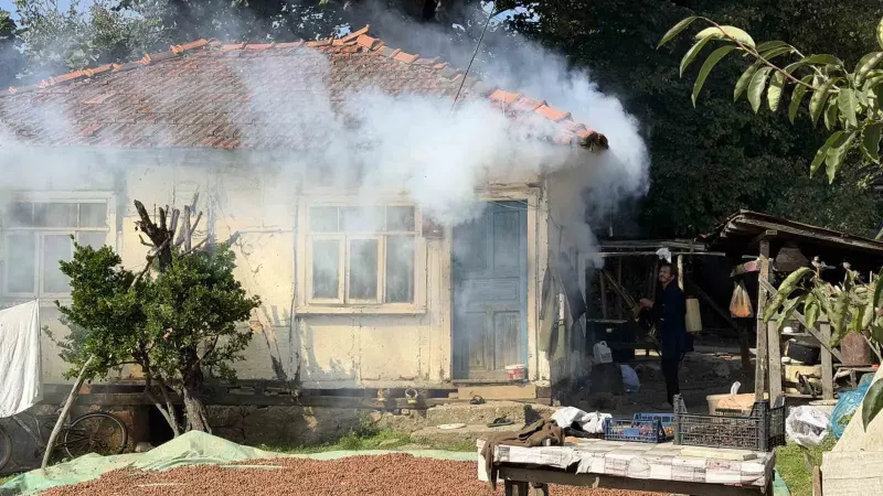 Sakarya'da Kahverengi Kokarca İstilası: Tavuk ve Hindilerle Mücadele Ediliyor