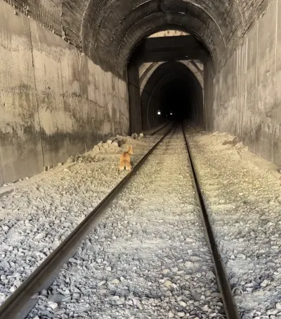 Elazığ'da Tren Tünele Giren Dağ Keçilerine Çarpti