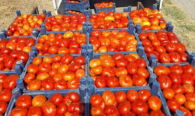 Meşhur Kemerdamları domatesinde hasat başladı