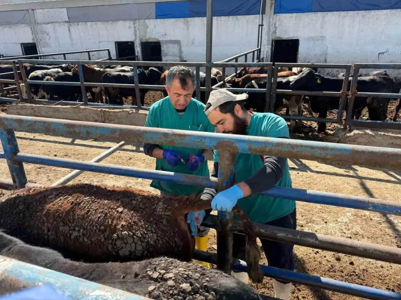 Kütahya'da Uruguay'dan Getirilen İthal Sığırlara Sağlık Kontrolü