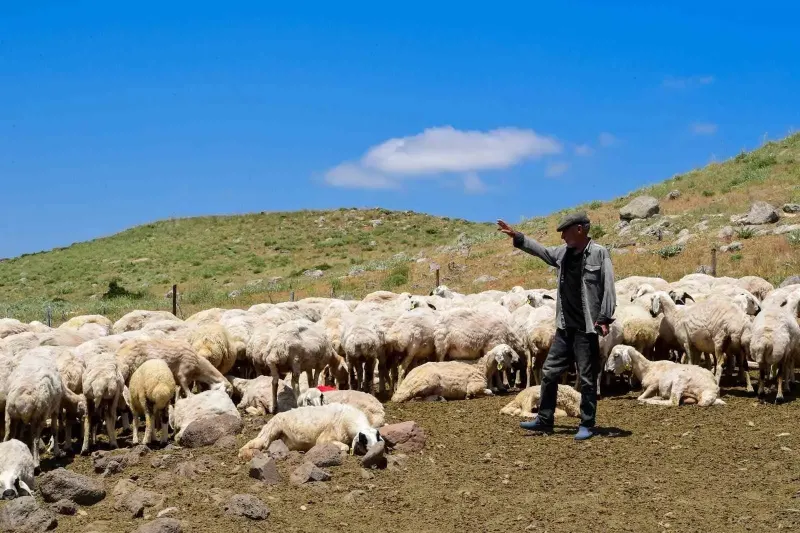 Malatya Büyükşehir Belediyesi Sarıçiçek Yaylası’nın 35 Yıllık Su Çilesini Bitirdi