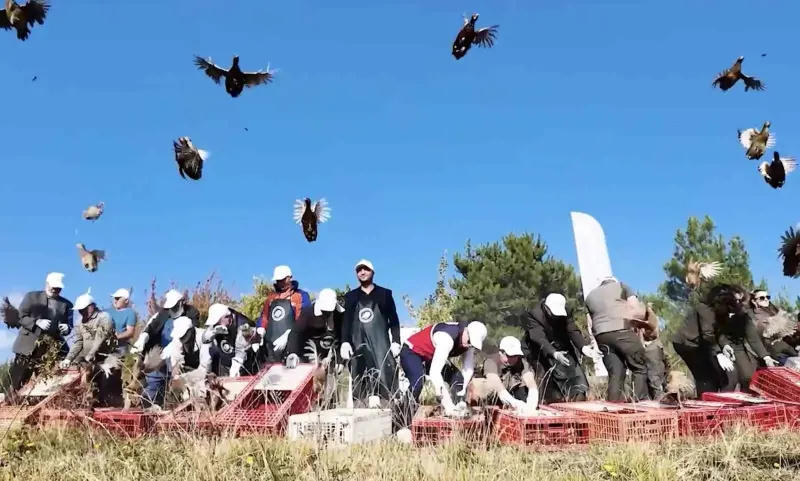Kastamonu Ormanlarında Yaban Hayatını Destekleme Çalışması