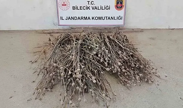 Bilecik'te izinsiz ekilen 136 kök haşhaş ele geçirildi