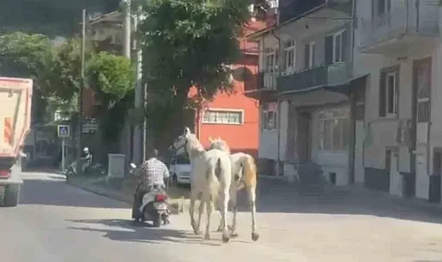 Kütahya'da atları motosikletine bağlayarak ilerleyen sürücü kameraya yansıdı