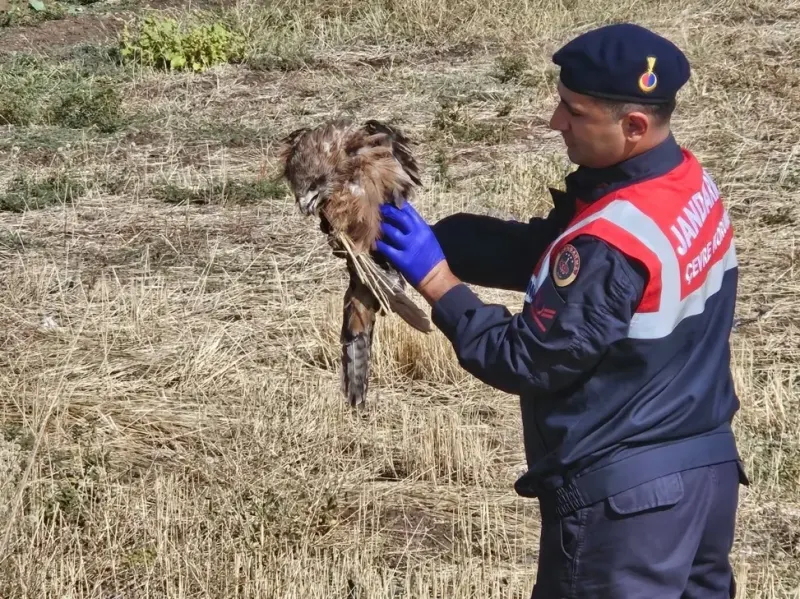 Muş’ta Yol Kenarında Bulunan Yaralı Kızıl Şahin Koruma Altına Alındı