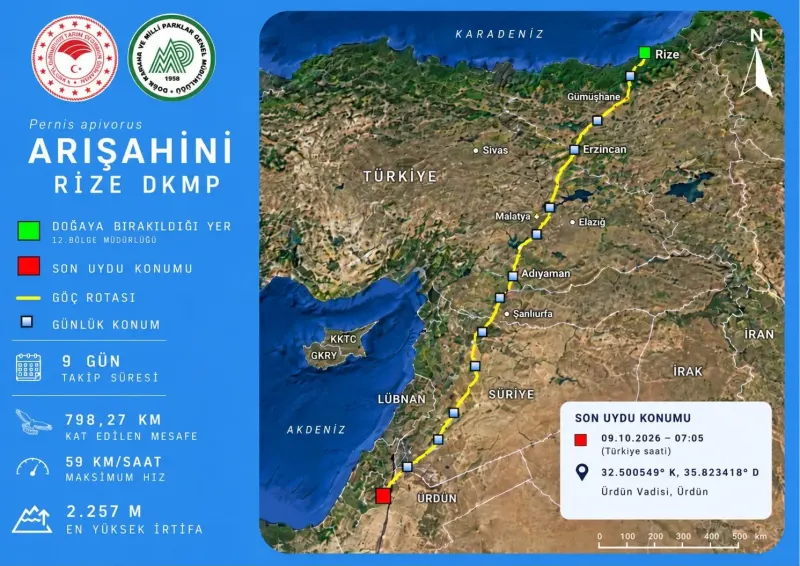 Rize’de Tedavi Edilen Arı Şahini Dokuz Günde Ürdün’e Ulaştı