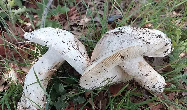 Çayır mantarını toplaması zahmetli yemesi lezzetli