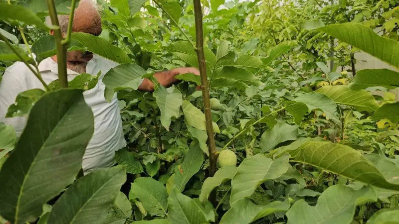 Tescilli Adilcevaz Ceviz Fidanları Ülke Genelindeki Üreticilere Ulaştırılıyor
