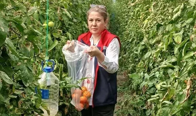 Söke'de domateslerde hasat öncesi pestisit denetimi