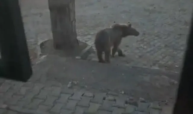 Kars'ta oteller bölgesine inen boz ayıyla vatandaşın diyaloğu gülümsetti