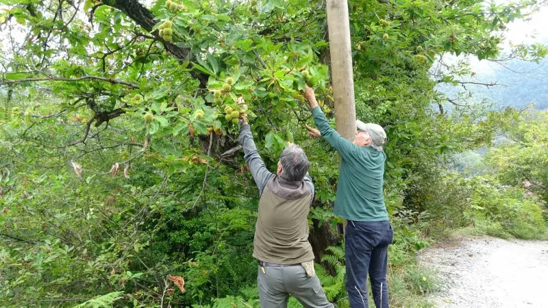 Kastamonu Ormanlarında Kuzu Kestanesi Hasadı Başladı