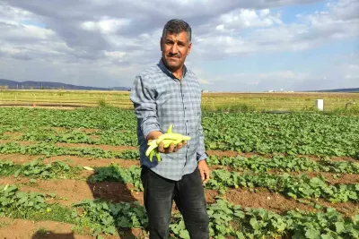 Araban Ovası’nda Yetiştirilen Turşuluk Acurun Hasadına Başlandı