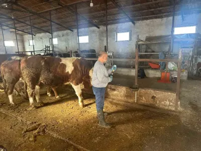Aydıntepe İlçesinde Sonbahar Dönemi Şap Aşılama Çalışmaları Tamamlandı