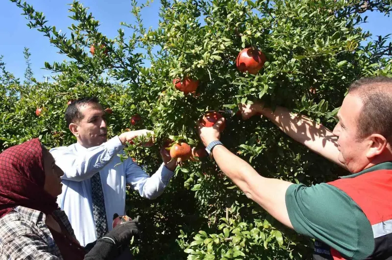 Muğla Ortaca'da Nar Hasadı Sezonu Başladı