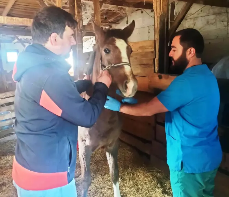 Kütahya'da Safkan Arap Taylarının Tescil Süreci Tamamlandı