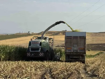 Diyarbakır'da Silajlık Mısır Hasadı Başladı: Çiftçinin Beklentisi Yüksek