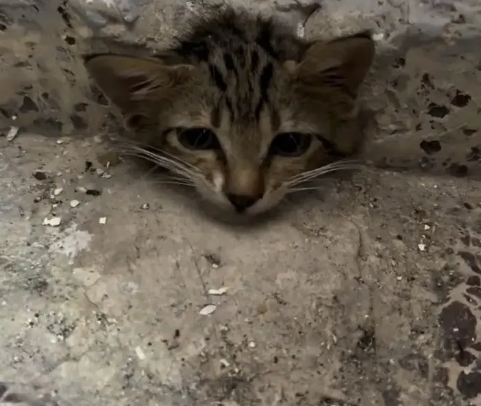 Osmaniye'de Su Giderinde Mahsur Kalan Yavru Kedi Kurtarıldı