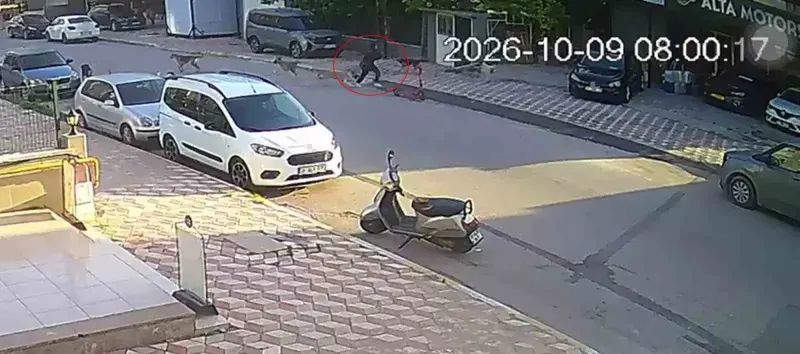 Hatay'da Okul Yolunda Sokak Köpeklerinin Saldırısına Uğrayan Kız Çocuğu Yaralandı