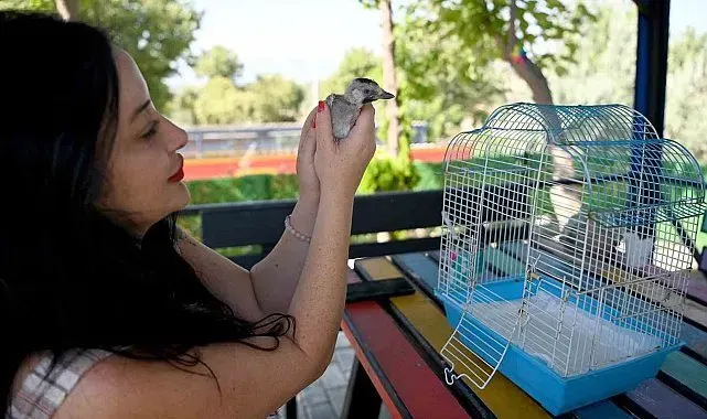 Kuşadası Belediyesi yuvadan düşen ala karga yavrusuna sahip çıktı