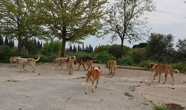 Germencik Belediyesi'nden sahipsiz sokak hayvanlarıyla ilgili açıklama