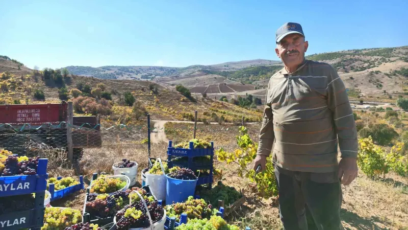Yozgat Saraykent'te Bağ Bozumu Başladı Ve Doğal Pekmez Yapımı Sürüyor